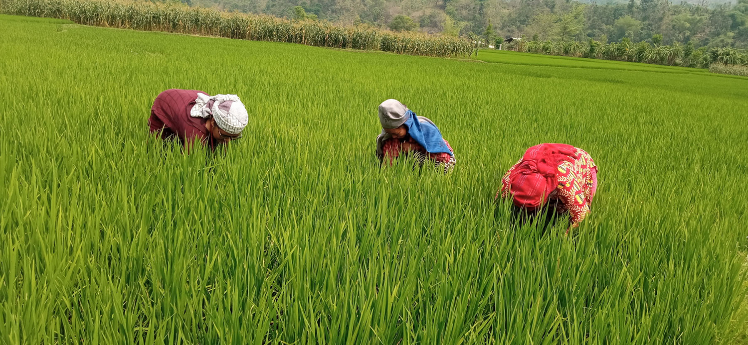 धान गोड्दै किसान 